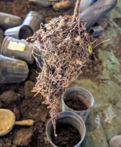Here's another bare-root cutting with a good example of a very fibrous root ball. Healthy bare-root trees get off to a more vigorous start because their abundant, roots have already had a chance to develop unrestricted.