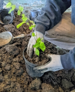 The soil is then gently filled in around the roots, but not packed too tightly. The important thing is to keep the soil moist. Brian then pats the soil gently around the roots to ensure good contact.