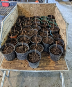 All like seedlings are kept together and loaded onto a wheelbarrow, section by section. The trees can now be moved to the designated location, where they will be maintained until they’re transplanted into the ground.