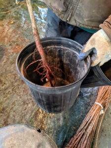 Each bare-root cutting is placed into an appropriately sized pot. The root section should fit into the pot without bing crowded at the bottom.