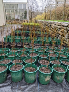 By afternoon, hundreds of bare-root cuttings are potted and carefully arranged outside. I am confident these trees will thrive in these pots and will be in excellent condition when it is time to plant them in their more permanent locations here at the farm.