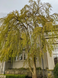 Just outside my kitchen on the terrace parterre is this weeping katsura, one of my favorite trees. Cercidiphyllum japonicum f. pendulum has pendulous branches that fan out from the crown and sweep the ground. Caramel-scented foliage emerges bronze or purple-red, turns blue-green, then fades to gold or apricot in autumn.