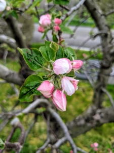 Here are some buds. The majority of apple tree blossoms begin as pink buds and bloom as white flowers.