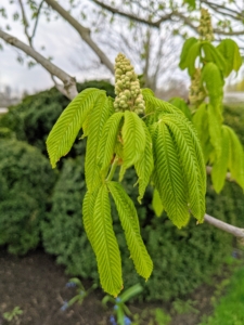 Here are the leaves of the horse-chestnut. The flowers are just beginning to appear. Even at this early stage, one can clearly see leaves and developing flowers. By mid-May to early June, these trees will be in full flower.