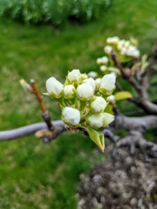 I have six ‘Shinseiki’ and four ‘Nijisseiki’ pear trees. These flowers will soon be open.