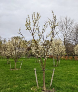 My orchard surrounds three sides of my pool. We planted more than 200-fruit trees here, many of which started as bare-root cuttings. These trees are all staked for added support, and they’re growing very well – in part because of the nutrient-rich soil.