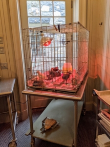 After hatching in my incubator, and then spending a couple weeks in a brooder, the chicks are carefully moved to a crate in my stable feed room where they can still be well-monitored. The peeps will stay here for a little longer until they are large enough to move down to the chicken coops. Everyone at the farm loves visiting these babies. The red heat lamp adds a reddish tint to the photos.
