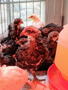 These chicks all have clear eyes and are very alert – signs of good health.