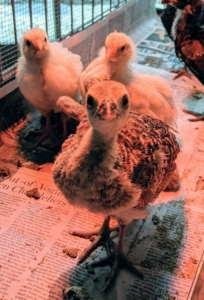 Here's our baby peahen just looking at the camera. Looking closely, one can see the corona growing on top of her head. All peafowl have a corona, the fancy feathery crest. It is quite bare now, but as the peachick grows, this corona will become bigger and more colorful.