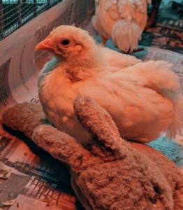 Chickens love to roost - and they start practicing within days of hatching. Here's a chick perched atop a stuffed bunny toy.
