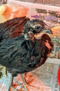 Most birds, including chickens, hear well. Birds have ears on both sides of their heads, and unlike humans, birds do not have external flaps on their ears. Instead, the opening of the ear is covered by a special tuft of feathers. These feathers protect the ear without impairing perception of sound.