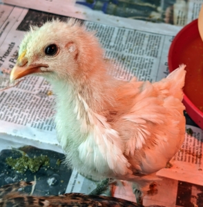 Here, one can see the outline of this chick's ear. The inner ear is also crucial in maintaining balance, a function that is particularly important for birds that fly.