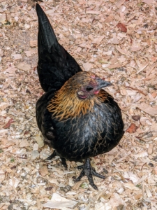 Female chickens are called pullets for their first year, or until they begin to lay eggs. For most breeds, chickens generally start laying eggs around four or five months of age.
