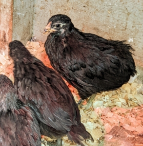 The chicks are hardy, but require extra protein while they’re growing. A good chick starter feed will contain protein for weight gain and muscle development, plus vitamins and minerals to keep them healthy and to build their immune systems.