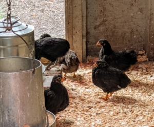 These chicks are happily exploring their surroundings. At this stage, they have access to a small outdoor area that is separated from the bigger birds.