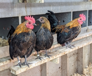 I also like to mix in new chickens with my flock. Here, two new small roosters and a hen. They are also housed in the first coop until they are acclimated to the new area.