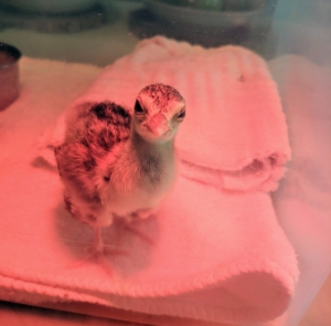 And back in my Winter House kitchen is another one-day old peachick keeping warm under the red heat lamp suspended above the bin in which it is housed - it just hatched the morning this photo was taken.