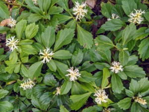 And many of you will recognize pachysandra. Pachysandra is a popular ground cover plant used under trees, or in shady areas with poor or acidic soil. In spring, it blooms with sweet, subtle white flowers.
