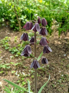 And this is Fritillaria persica, commonly called Persian lily - a bulbous and delicate perennial of the lily family that is noted for producing attractive racemes of plum purple to gray green flowers in spring. Each raceme contains up to 30 conical, nodding, bell-shaped flowers atop a stiff, erect stem rising up to three feet tall. There are so many beautiful flowers and plants growing this time of year - what is growing in your garden? Share your comments with me.