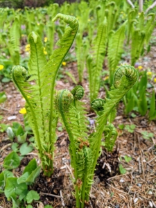 I also have lots of ostrich ferns growing nearby. Matteuccia struthiopteris is native to North America. Once established, these grow to a height of three to six feet. Ostrich fern grows in vase-shaped clumps called crowns. The showy, arching, sterile fronds are plume-like and reminiscent of the tail feathers of - you guessed it - ostriches.