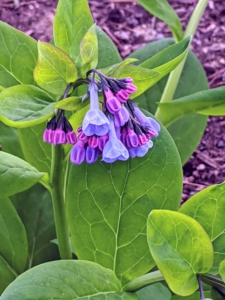 In another area, the Mertensia virginica is also starting to bloom. Virginia bluebell is a spring ephemeral plant with bell-shaped sky-blue flowers, native to eastern North America.