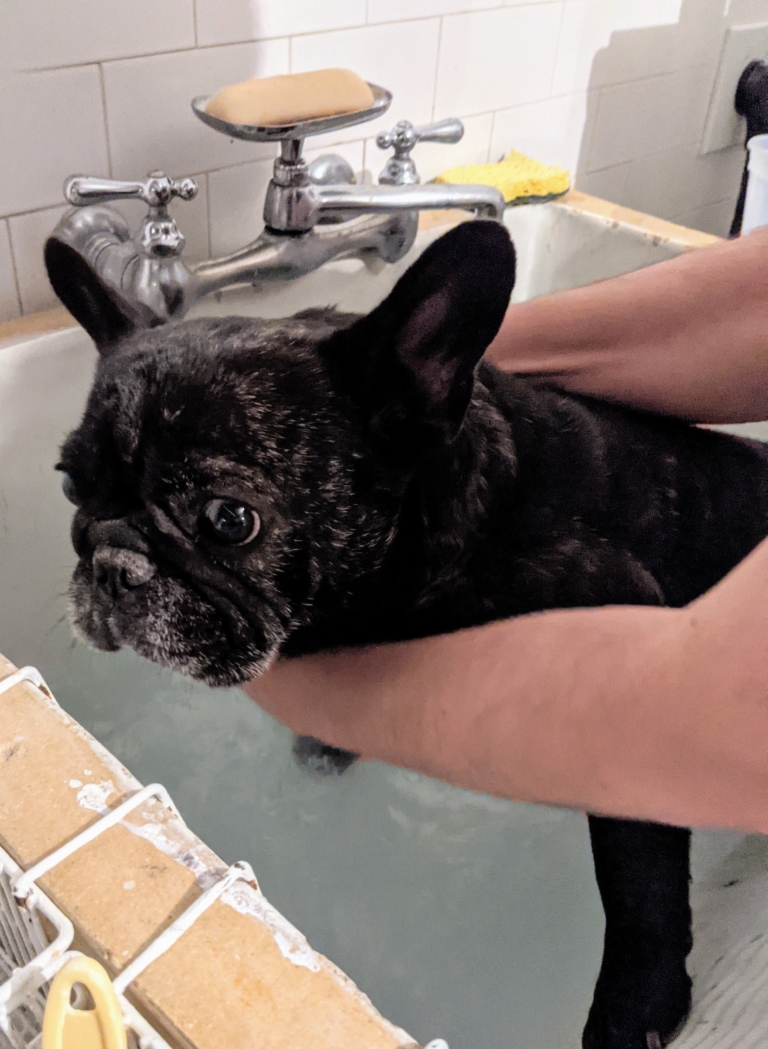 Bathing the Frenchies - The Martha Stewart Blog