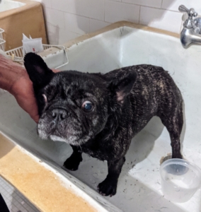 Despite this expression, Bete Noire is not frightened or upset at all. The French Bulldog is known to be comical, entertaining, and dependably amiable. My Frenchies make everyone laugh here at the farm.