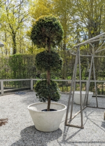 One of the potted trees is placed into an urn, making sure it fits well and sits level before planting. This pot will definitely be big enough and will allow the spreading roots to grow away from the root ball.