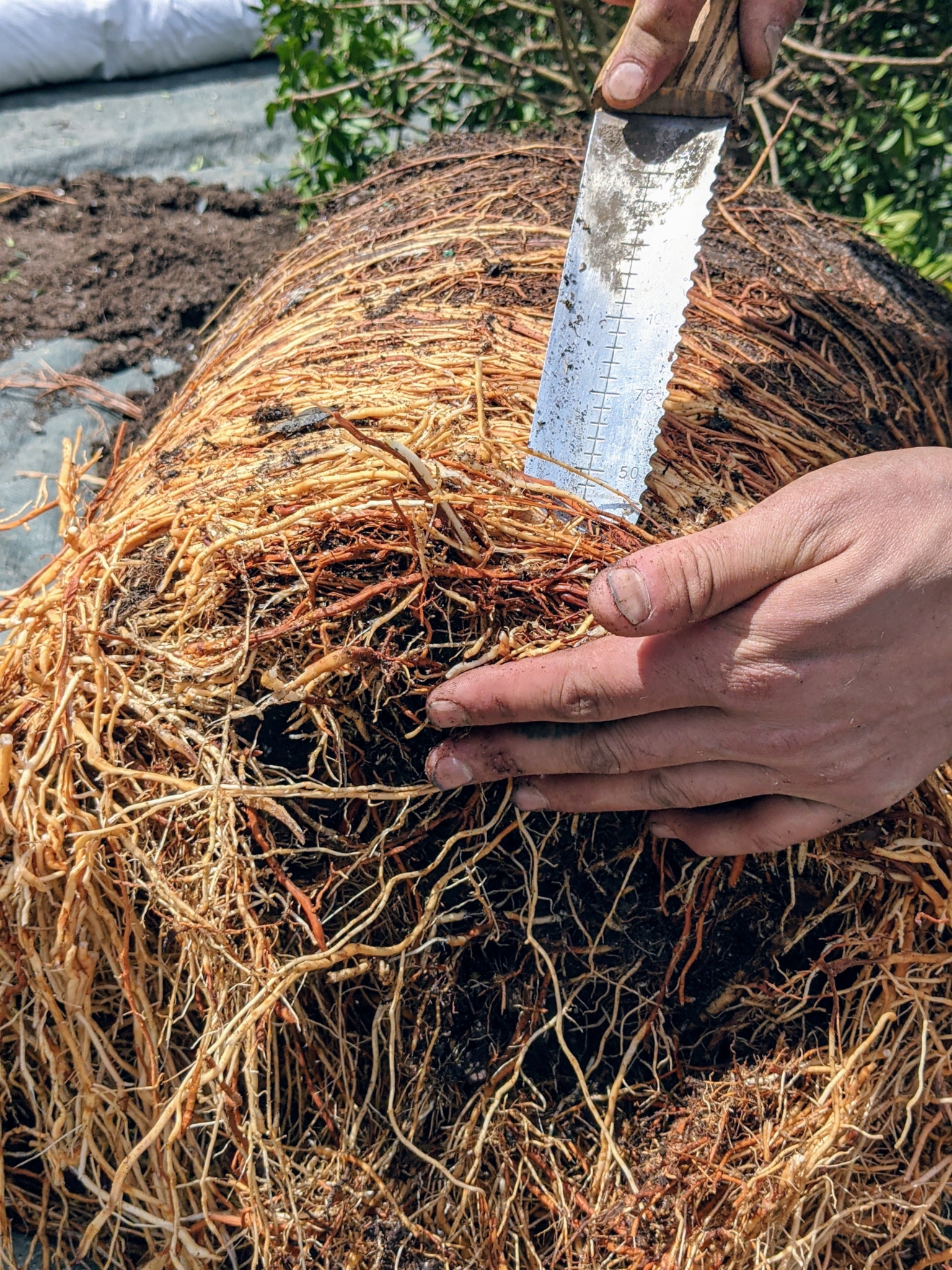 The Martha Stewart Blog : Blog Archive Potting Topiaries for My Winter ...