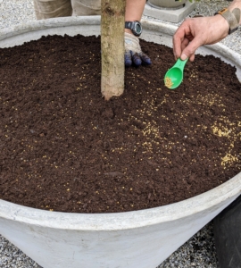 And then Brian sprinkles Osmocote around the base of each plant and mixes it with the soil mix. All the topiaries will be given a good drink once planted.