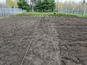 Here is the garden next door with all the twine in place. It's also important to consider what crops will be grown where when planning the beds. We practice crop rotation here at the farm. Crop rotation is a systematic method of moving crops to different areas from one year to the next in order to keep the soil healthy and fertile, and to help prevent soil-borne diseases.