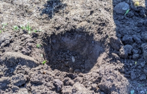 Each hole is about eight to 10 inches deep.