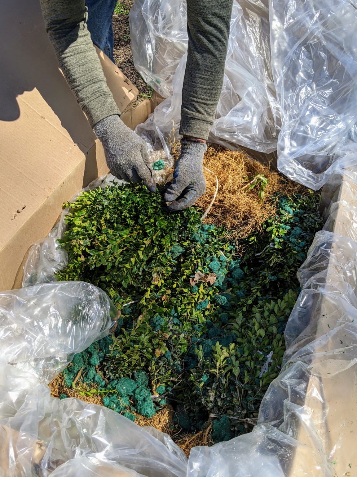 Planting Hundreds of Boxwood Seedlings - The Martha Stewart Blog