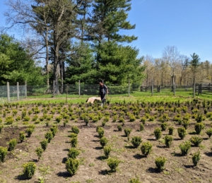 And finally, Domi gives everything a good, thorough drink. Until established, these boxwoods will need at least weekly watering. It is wonderful to be growing these gorgeous specimens right here at my farm.