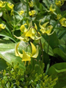 This trout lily is ‘Pagoda Dogtooth,’ It produces up to 10 clustered, 12-inch arching stems that bear yellow, nodding flowers with reflexed petals.