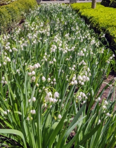 This bed is filled with Leucojum vernum - the spring snowflake, a perennial plant that grows between six to 10 inches in height and blooms heavily in early spring.
