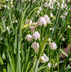 The plant produces green, linear leaves and white, bell-shaped flowers with a green edge and green dots. Don't confuse them with Snowdrops. The Snowflake is a much taller growing bulb which normally has more than one flower per stem. Snowdrops have helicopter-like propellers that are green only on the inner petals.