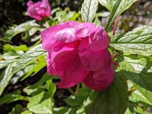 And here is one of the first peonies to bloom. Tree peonies are larger, woody relatives of the common herbaceous peony, growing up to five feet wide and tall in about 10 years. They are highly prized for their large, prolific blooms that can grow up to 10 inches in diameter.
