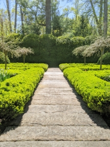 This is a view from the side entrance into the garden. Straight ahead is the tall American boxwood hedge that surrounds this area on three sides. Here, one can also see the low manicured boxwood hedges that provide the framing for the garden beds. I love this formal garden - it's looking more lush every year.