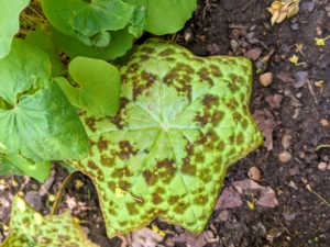 This hybrid of several Asian Mayapples boasts large, vigorous, lobed umbrella-like leaves. New leaves are chartreuse with dramatic chocolate-brown spotting. Called 'Spotty Dotty,' this was selected for its coloring, frost tolerance, vigor, and rhizomatous habit.