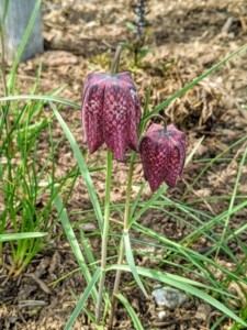 Commonly known as The Guinea Hen Flower, The Checkered Lily or The Snake’s Head Fritillary, Fritillaria meleagris is an heirloom species dating back to 1575. It has pendant, bell-shaped, checkered and veined flowers that are either maroon or ivory-white with grass-like foliage intermittently spaced on its slender stems. I have many in my gardens.