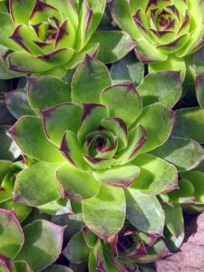 I have two planters filled with beautiful succulents - If you like growing plants, but don’t really have a lot of time to care for them, I encourage you to consider growing succulents. With their fleshy leaves and interesting shapes, succulents are easy to maintain and make excellent container specimens.