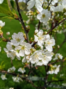 The Montmorency Tart cherry tree is flowering so beautifully. The Montmorency cherry is a variety of sour cherry grown in Europe, Canada, and the United States, particularly in the Grand Traverse Bay region of Northwest Michigan and in Door County, Wisconsin. It is among the most popular of sour cherry trees. Montmorency's tart cherries are large, bright red with firm yellow flesh, that when pressed, provides a clear, tangy juice.