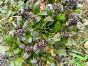Ajuga ‘Chocolate Chip’ is a dwarf, spreading groundcover that creates a tight mat of rich, chocolate brown foliage with dark green undertones.