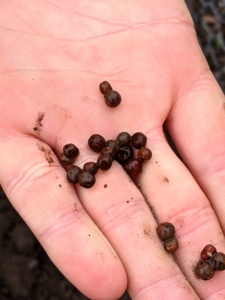 These are some of the seeds - large enough to see when dropping them into the trench.