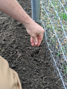 Ryan drops the seeds into the shallow furrow. Sweet peas are happiest in the sun with their roots in cool, moist soil.