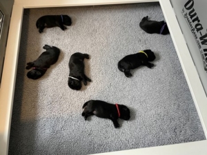 This is one of my favorite pictures from Mehndi’s litter. Each puppy is sound asleep. At about two weeks of age, I put on colored collars to quickly identify each puppy. These collars were made by my friend, Tina Jewett. She makes and sells these collars. They are light, simple, and effective.