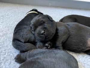 At 12 days, the puppies had gotten much bigger and were just starting to open their eyes. Puppies love sleeping on one another. They find it comforting and enjoy the warmth from their littermates.