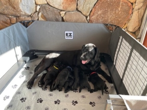 At day 15, I moved the puppies into this EZwhelp box in my living room. This box is very stable, easy to put together, easy to clean and wash, and the mothers can get in and out easily. Additionally, the puppies can see through the vinyl lining. I am sure Martha would say, "it’s a good thing.”