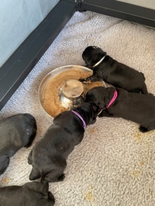 This is the puppies’ first real meal. American Natural Premium makes a “Breeder and Puppy Starter” that I begin offering at about two-and-a-half weeks.